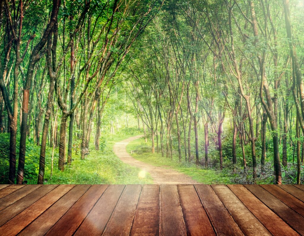 Sunlit forest path winding through green trees.