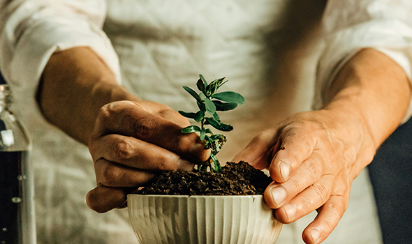 Person holding a green plant in soil in ivory pot